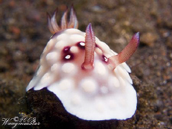 Chromodorididae Nudibranch (Chromodoris hintuanensis) - T... by Marco Waagmeester 